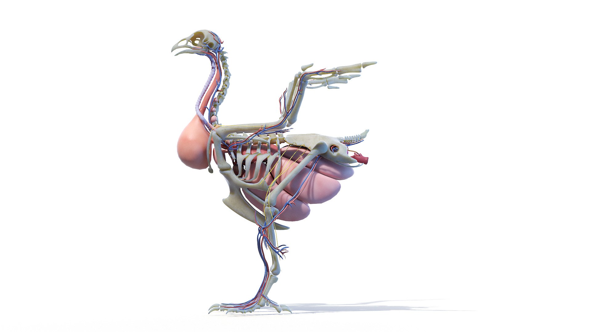 3D model Full Chicken Anatomy Static https://p.turbosquid.com/ts-thumb/Mr/KYco7N/Cs/chicken_anatomy2f0001/jpg/1654792549/1920x1080/fit_q87/a5bc9f1303a9f015ff14c204f689a4a5b0cff735/chicken_anatomy2f0001.jpg