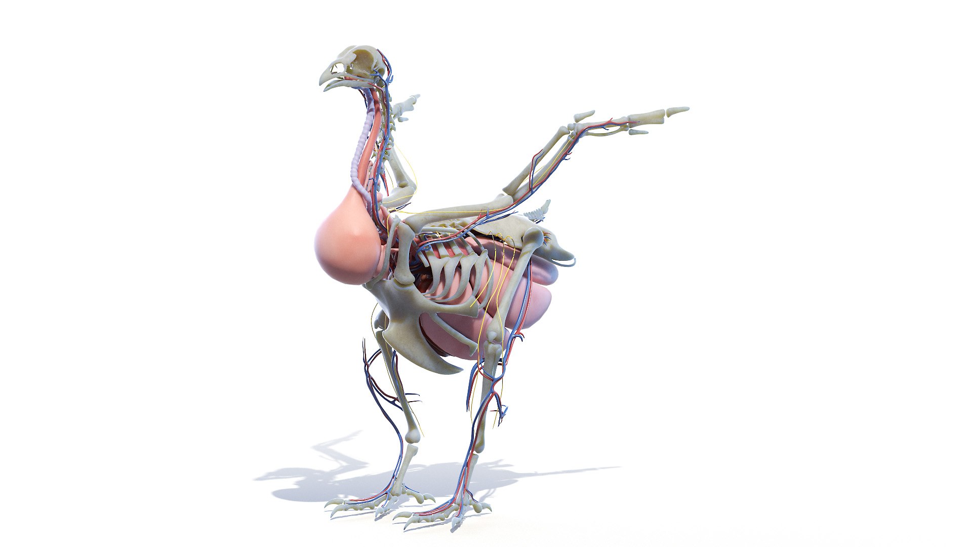 3D model Full Chicken Anatomy Static https://p.turbosquid.com/ts-thumb/Mr/KYco7N/JI/chicken_anatomy2f0000/jpg/1654792549/1920x1080/fit_q87/b73f4d13b9c6a711c32ca97c1cd6e16c6ea63248/chicken_anatomy2f0000.jpg