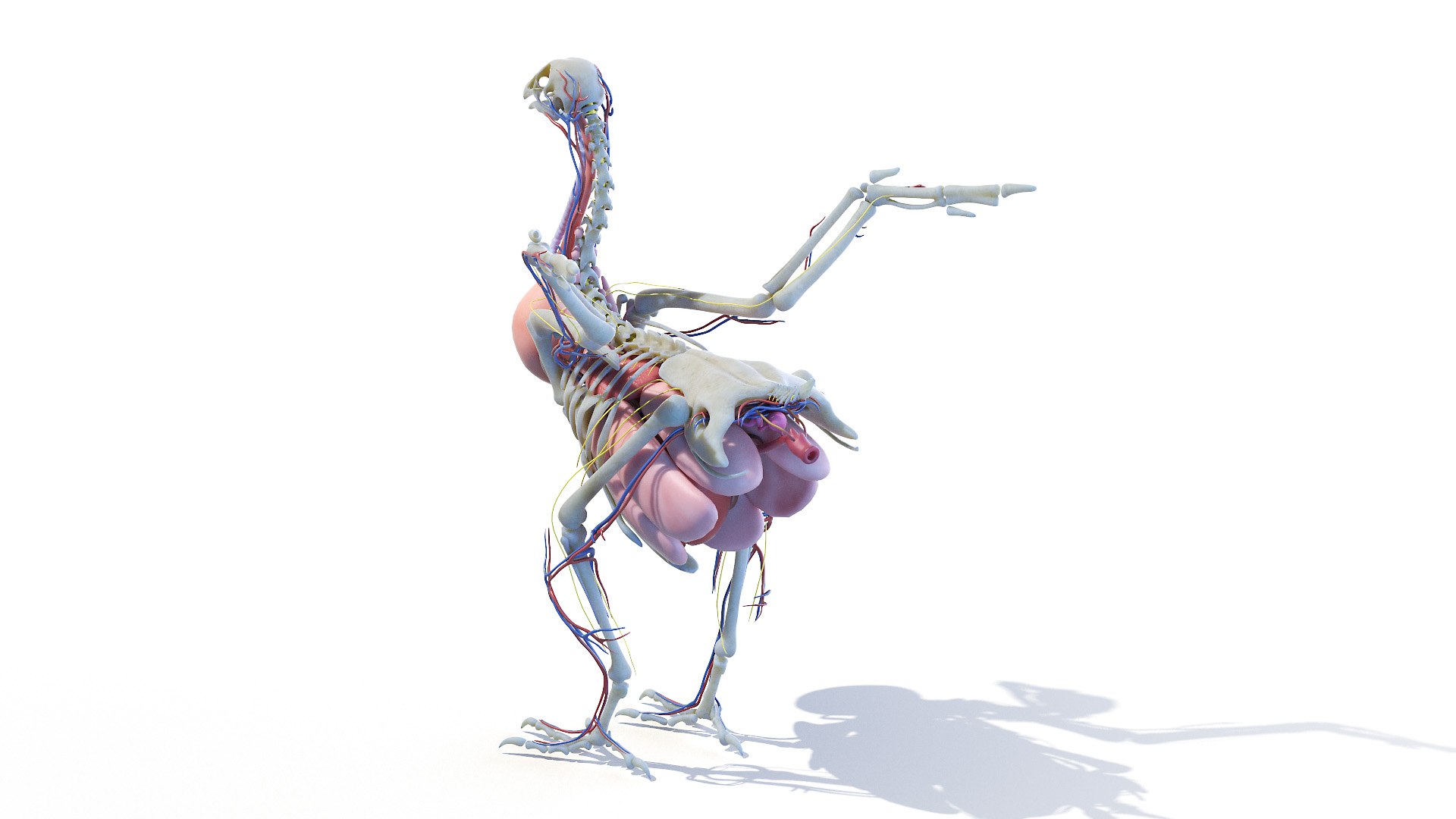 3D model Full Chicken Anatomy Static https://p.turbosquid.com/ts-thumb/Mr/KYco7N/Jm/chicken_anatomy2f0002/jpg/1654792550/1920x1080/fit_q87/9d8e81d93ba072a0eb38b5a1f2ffa255d0b960c1/chicken_anatomy2f0002.jpg