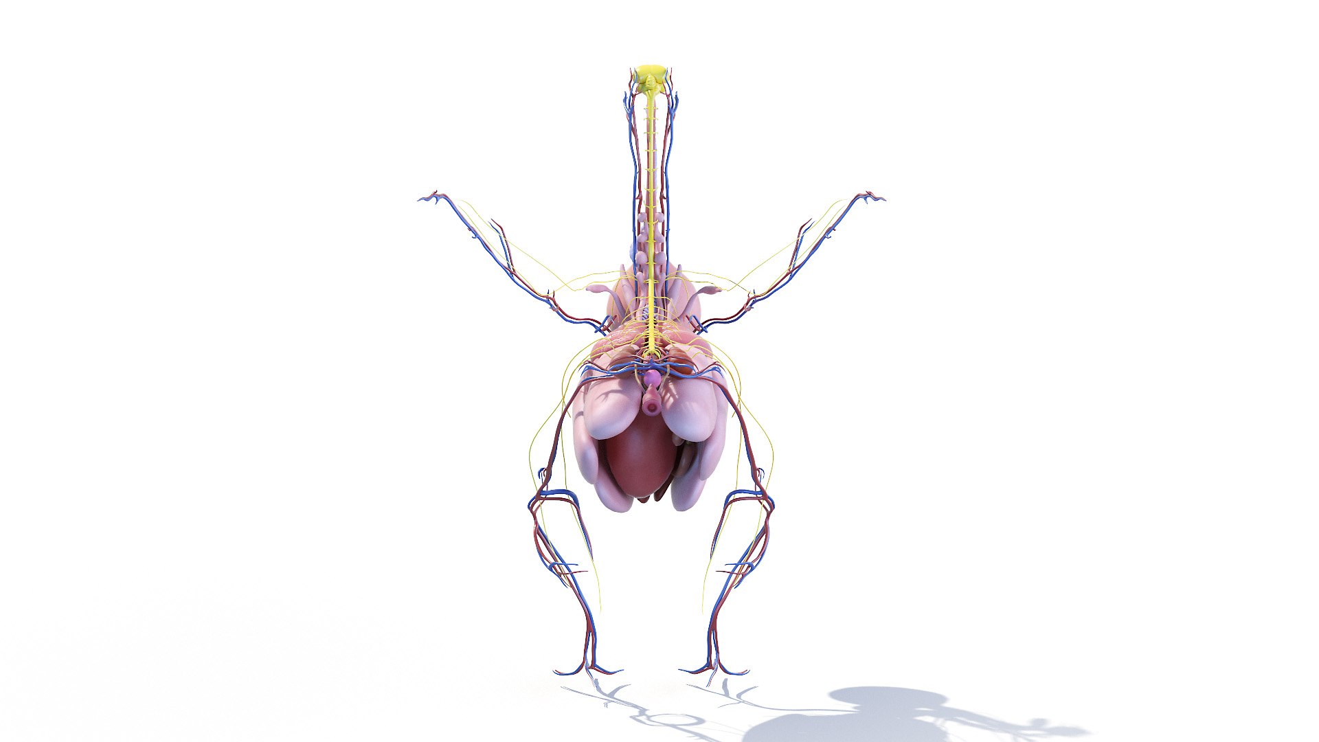 3D model Full Chicken Anatomy Static https://p.turbosquid.com/ts-thumb/Mr/KYco7N/Lb/chicken_anatomy3f0003/jpg/1654792581/1920x1080/fit_q87/947df88fa5da8fabcd33f192042fc8fc94720b96/chicken_anatomy3f0003.jpg