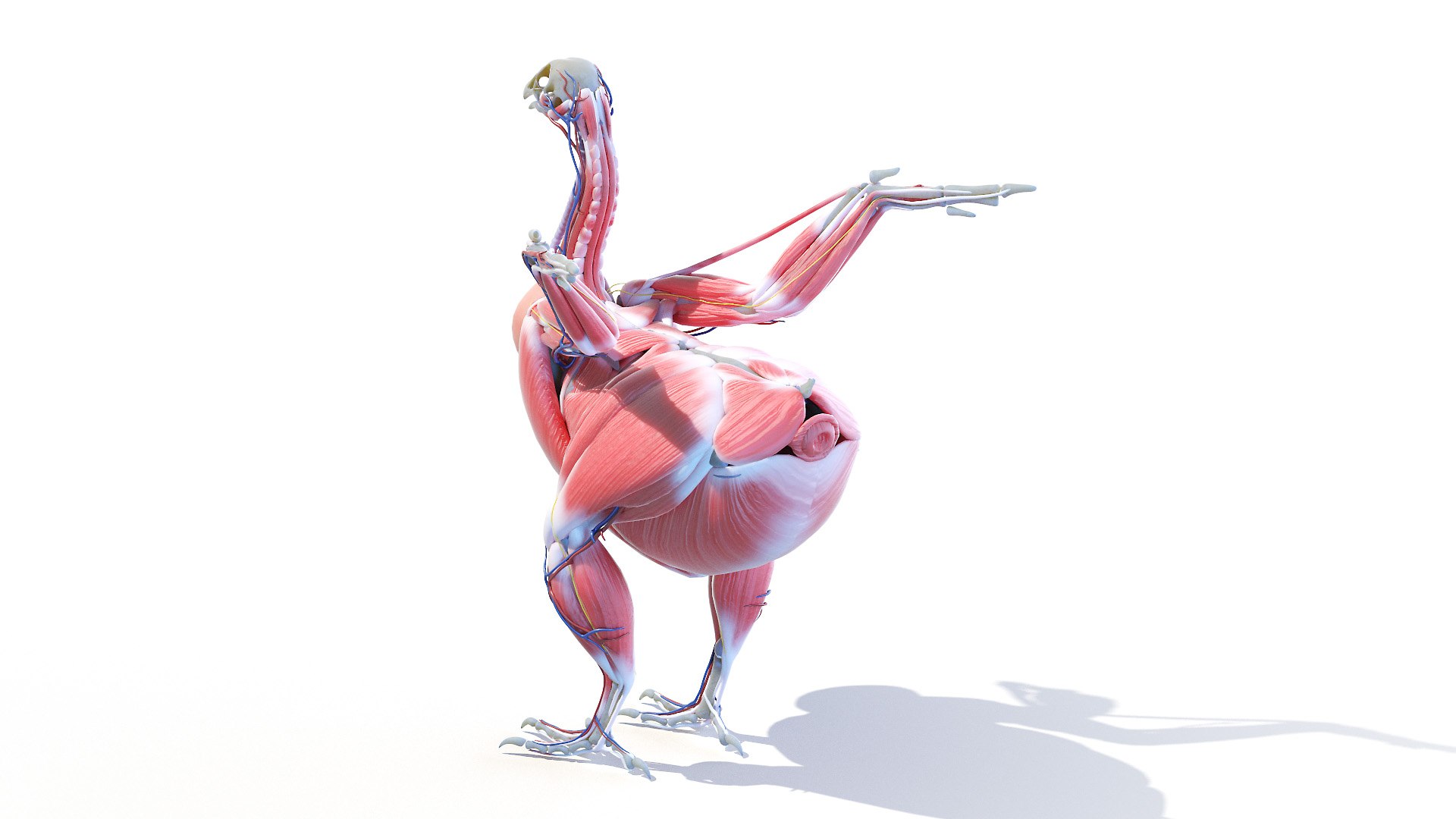 3D model Full Chicken Anatomy Static https://p.turbosquid.com/ts-thumb/Mr/KYco7N/Mf/chicken_anatomy0002/jpg/1654792525/1920x1080/fit_q87/cb2644881dafdf7573b699fc4afb2091b182b6ac/chicken_anatomy0002.jpg