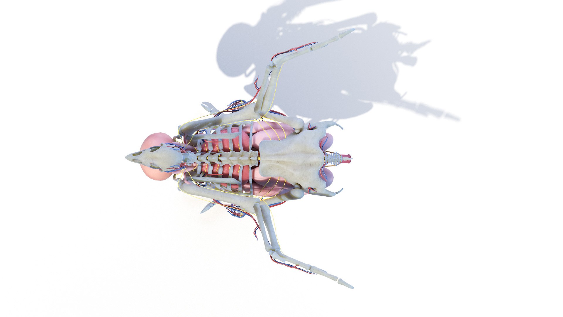 3D model Full Chicken Anatomy Static https://p.turbosquid.com/ts-thumb/Mr/KYco7N/NB/chicken_anatomy2f0008/jpg/1654792549/1920x1080/fit_q87/4c5eeb6593323542caeabf48e6ba08dba8eeafa1/chicken_anatomy2f0008.jpg