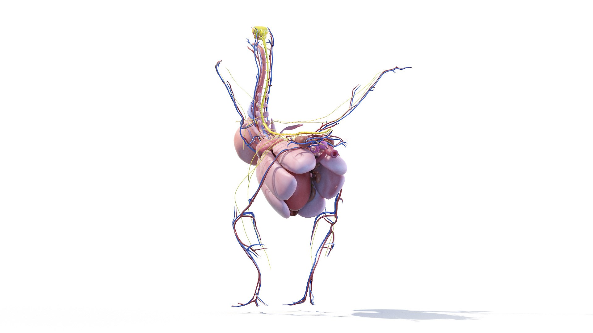 3D model Full Chicken Anatomy Static https://p.turbosquid.com/ts-thumb/Mr/KYco7N/NX/chicken_anatomy3f0005/jpg/1654792582/1920x1080/fit_q87/7594bf717db993e83d009c9cd138c7950b173600/chicken_anatomy3f0005.jpg