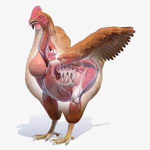 3D model Full Chicken Anatomy Static
