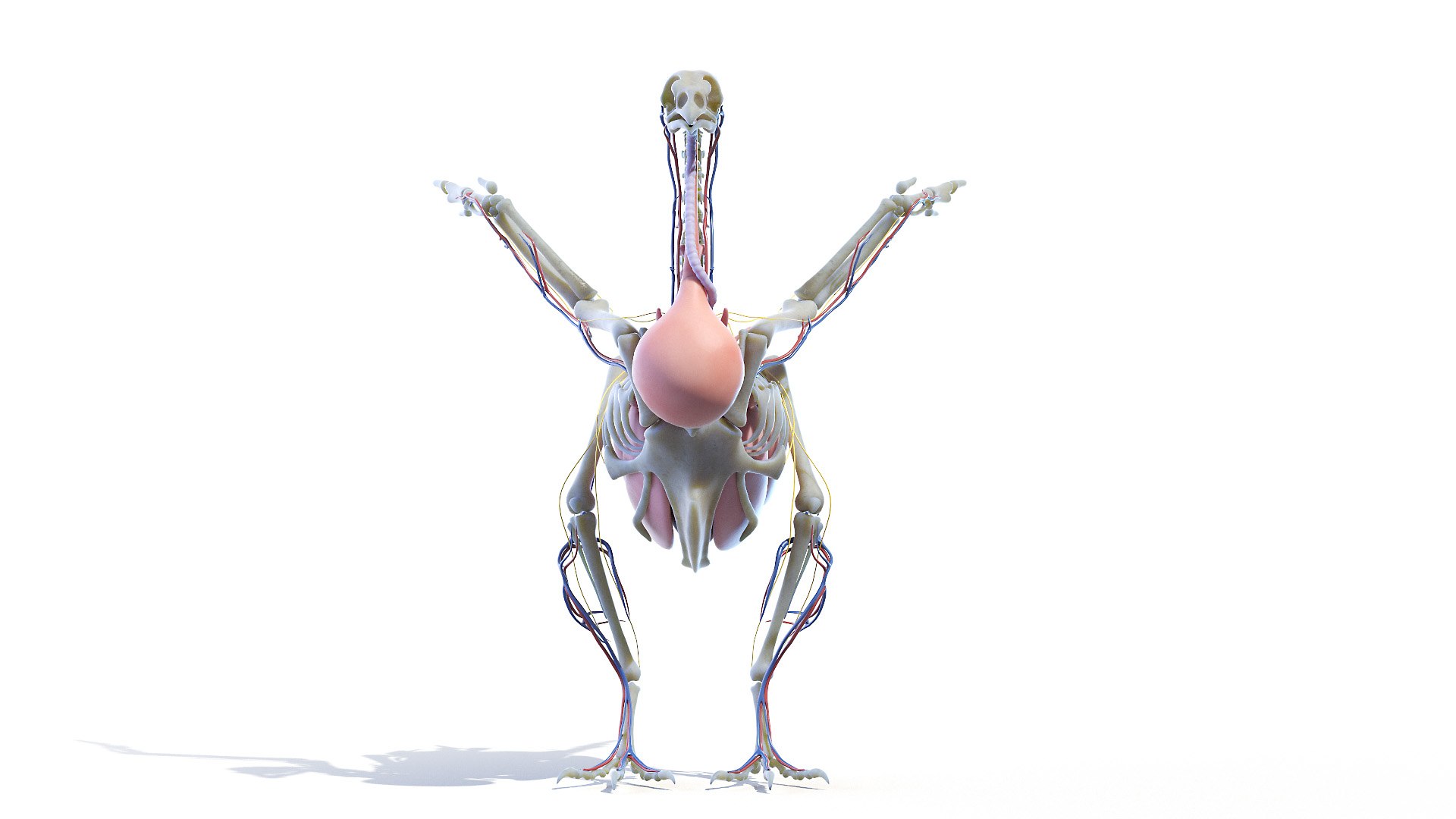 3D model Full Chicken Anatomy Static https://p.turbosquid.com/ts-thumb/Mr/KYco7N/Q8/chicken_anatomy2f0004/jpg/1654792551/1920x1080/fit_q87/ba24664710c94f2e79646e7c4331f762d5ede93e/chicken_anatomy2f0004.jpg