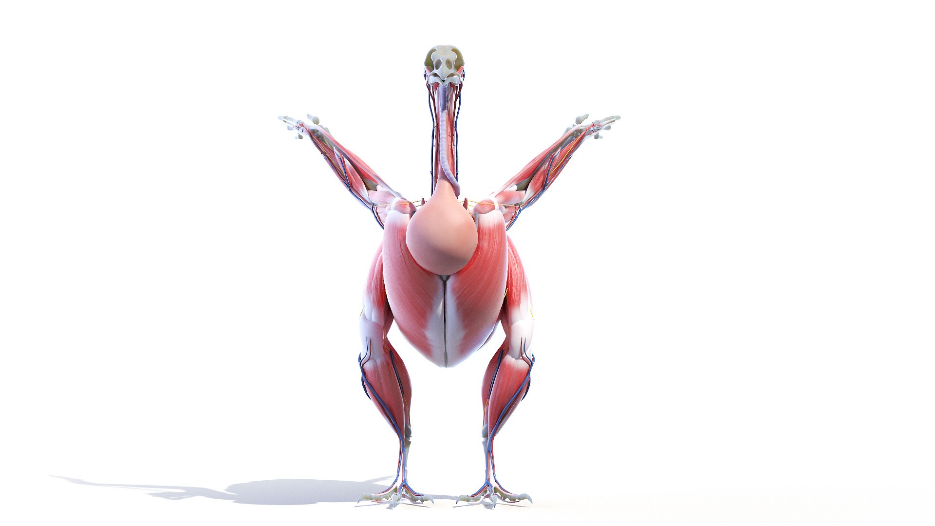 3D model Full Chicken Anatomy Static https://p.turbosquid.com/ts-thumb/Mr/KYco7N/RB/chicken_anatomy0004/jpg/1654792526/1920x1080/fit_q87/8381836c7794e7a4a5f982194ac104d553b9acce/chicken_anatomy0004.jpg