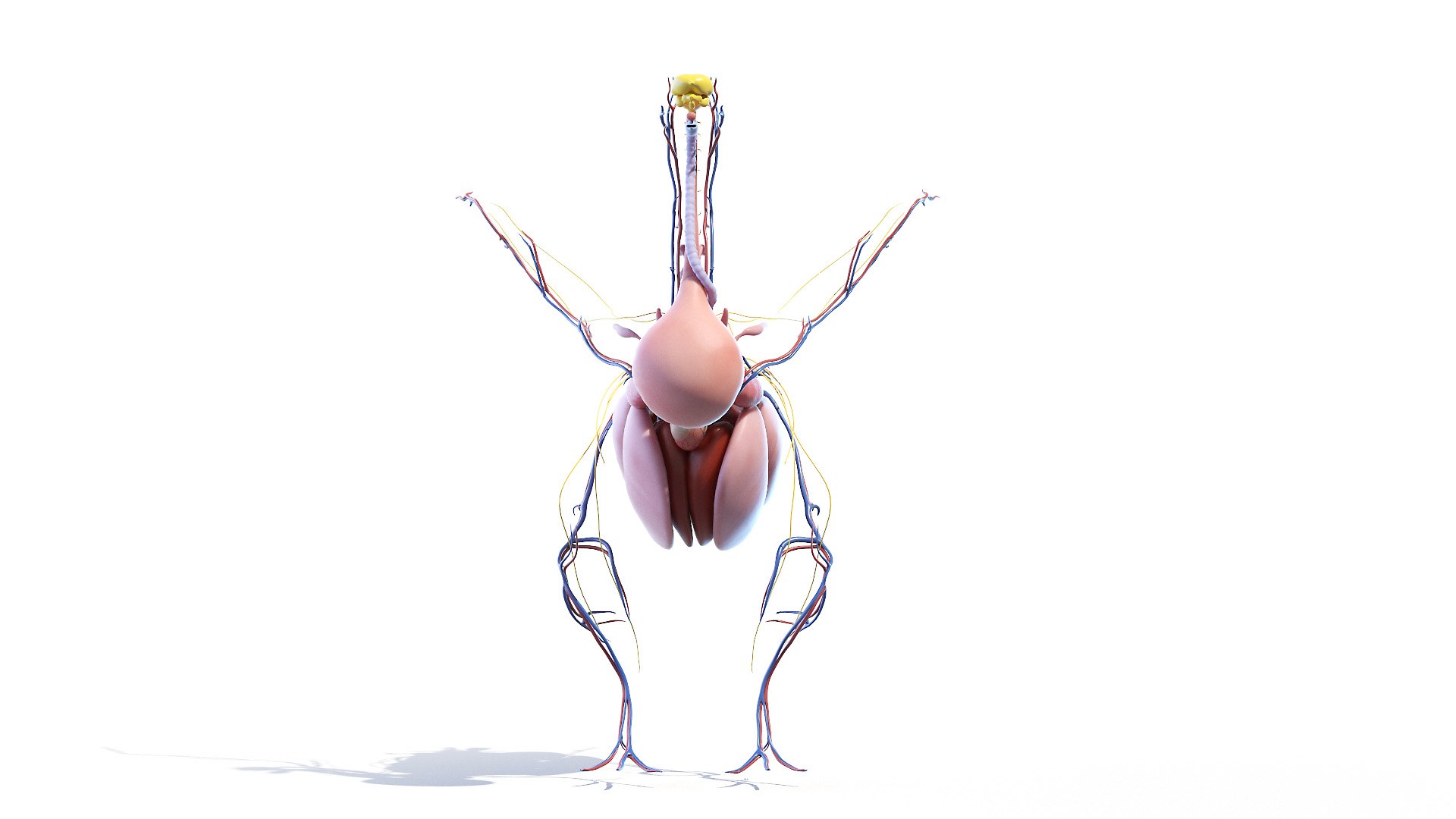 3D model Full Chicken Anatomy Static https://p.turbosquid.com/ts-thumb/Mr/KYco7N/Vq/chicken_anatomy3f0004/jpg/1654792582/1920x1080/fit_q87/35f418381aa18f16e5549d703ba2a761f27ee9e5/chicken_anatomy3f0004.jpg