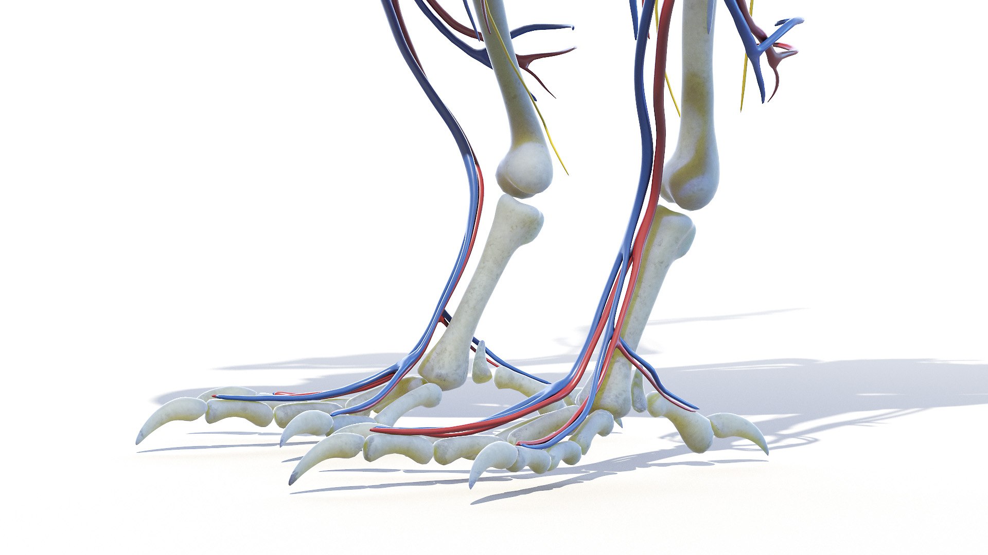 3D model Full Chicken Anatomy Static https://p.turbosquid.com/ts-thumb/Mr/KYco7N/Xw/chicken_anatomy2f0006/jpg/1654792551/1920x1080/fit_q87/067666cd7f5b5909e580972bfab0d3d397603ec4/chicken_anatomy2f0006.jpg
