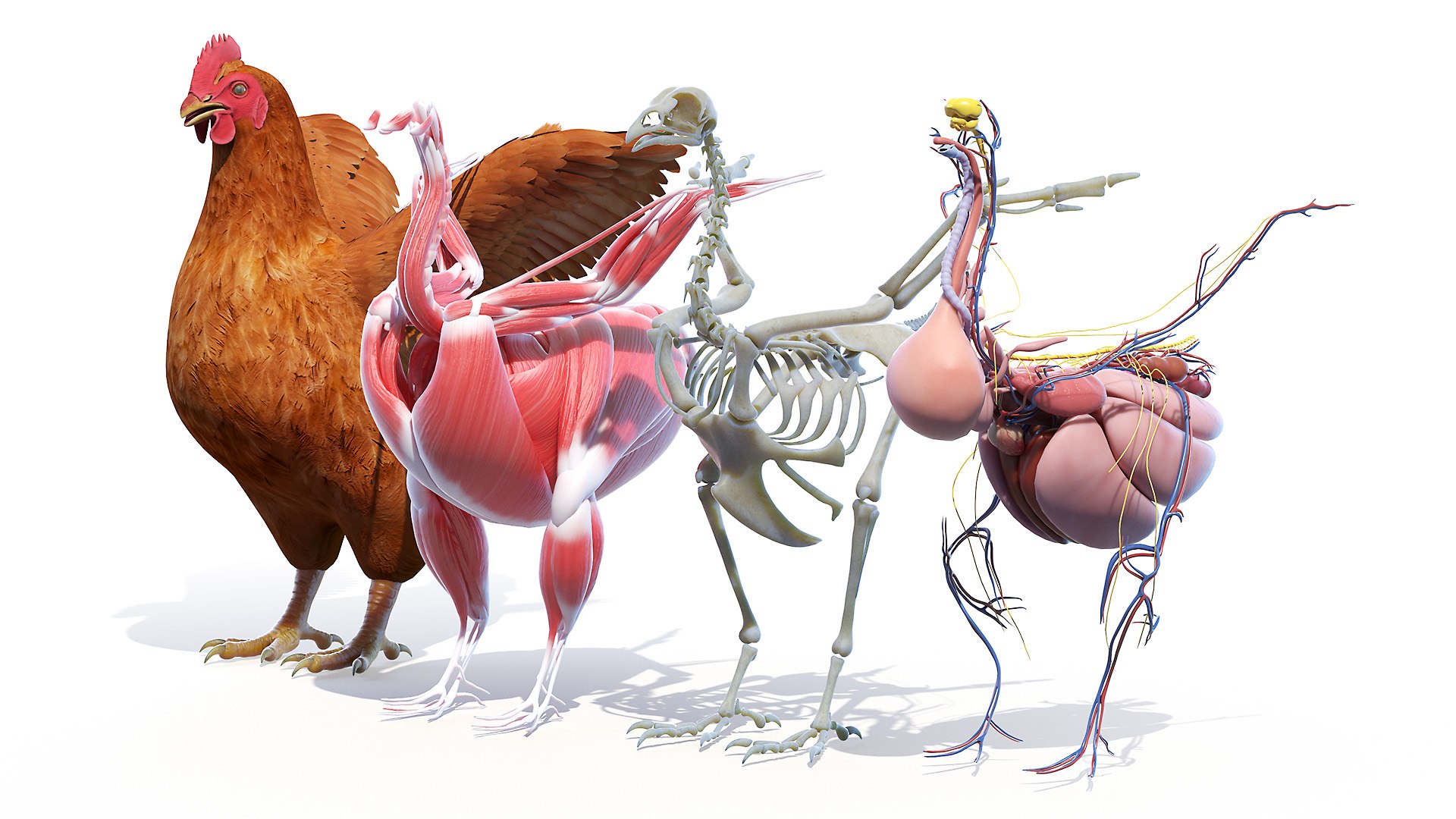 3D model Full Chicken Anatomy Static https://p.turbosquid.com/ts-thumb/Mr/KYco7N/aV/chicken_lineup/jpg/1654790619/1920x1080/fit_q87/4b329bf8d132b818d482255d5a4b78937ca05823/chicken_lineup.jpg
