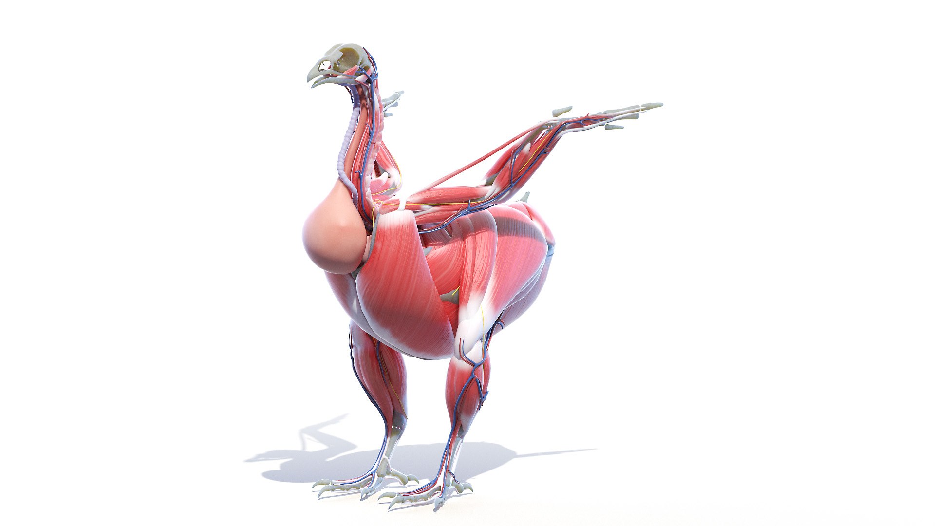 3D model Full Chicken Anatomy Static https://p.turbosquid.com/ts-thumb/Mr/KYco7N/bV/chicken_anatomy0000/jpg/1654792524/1920x1080/fit_q87/fb94fe5d0d6b4b971b12172dd9072864bf124e94/chicken_anatomy0000.jpg