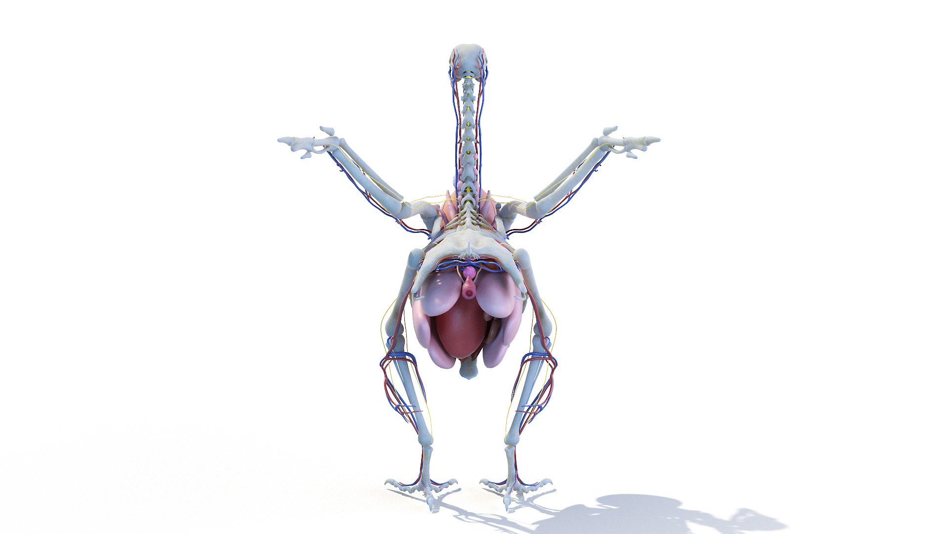 3D model Full Chicken Anatomy Static https://p.turbosquid.com/ts-thumb/Mr/KYco7N/fz/chicken_anatomy2f0003/jpg/1654792550/1920x1080/fit_q87/7b3d57ce50e028c4a21f93b67d1141b55dec3ee5/chicken_anatomy2f0003.jpg