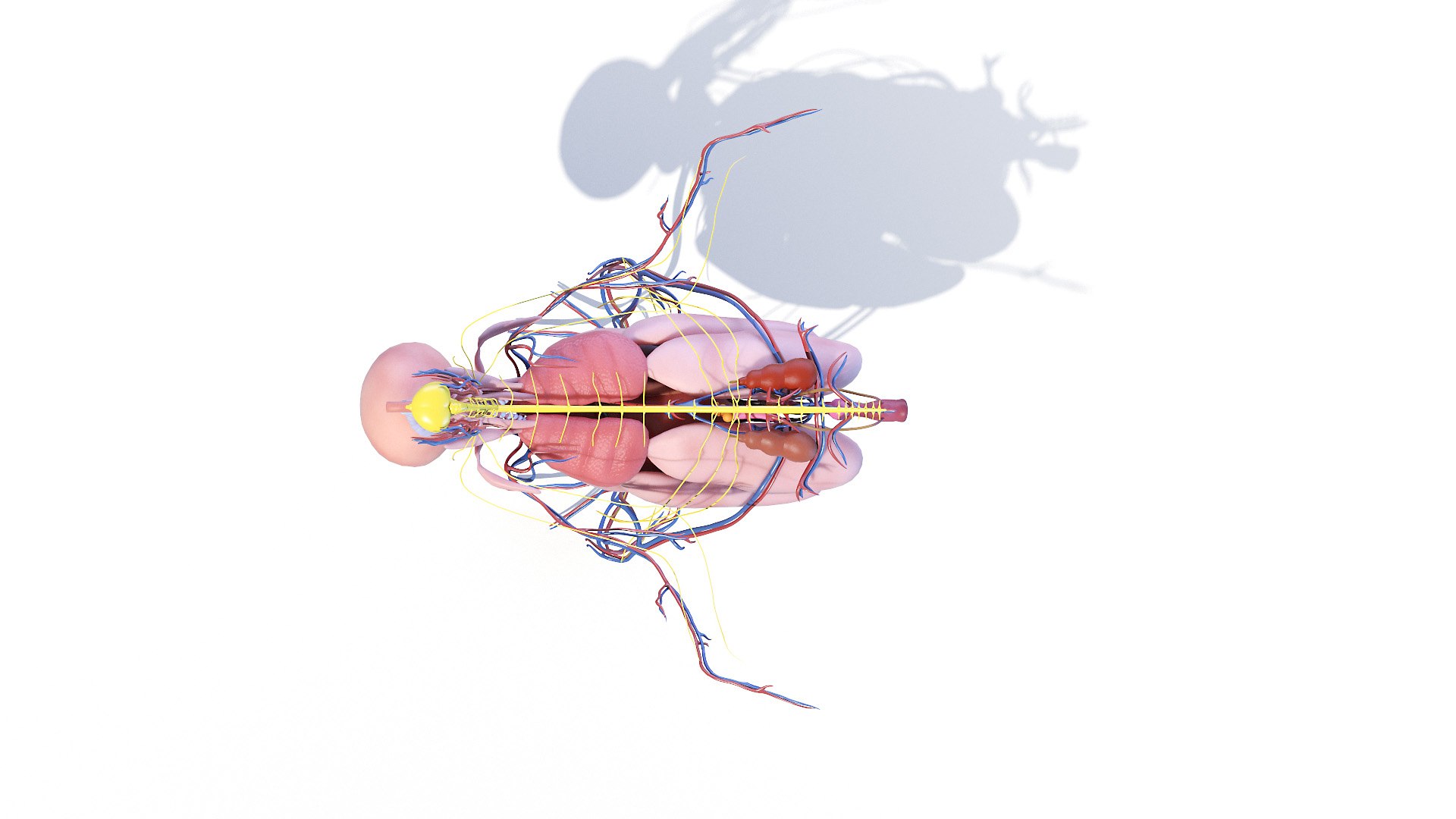 3D model Full Chicken Anatomy Static https://p.turbosquid.com/ts-thumb/Mr/KYco7N/jR/chicken_anatomy3f0008/jpg/1654792580/1920x1080/fit_q87/48269c32546b528e7027e874597b23954598d826/chicken_anatomy3f0008.jpg