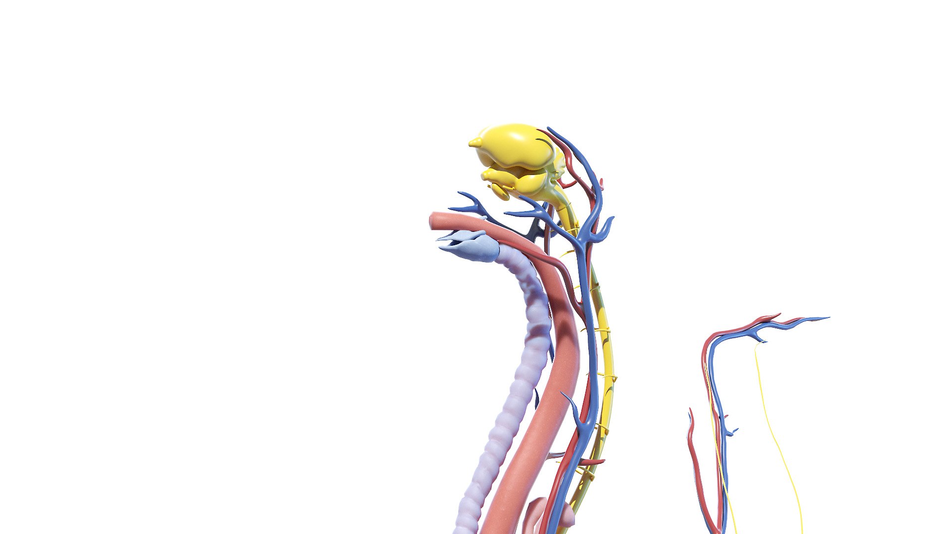 3D model Full Chicken Anatomy Static https://p.turbosquid.com/ts-thumb/Mr/KYco7N/mR/chicken_anatomy3f0007/jpg/1654792583/1920x1080/fit_q87/6209b304fd7d36d4fefdcd328e8cb94e54f6914f/chicken_anatomy3f0007.jpg