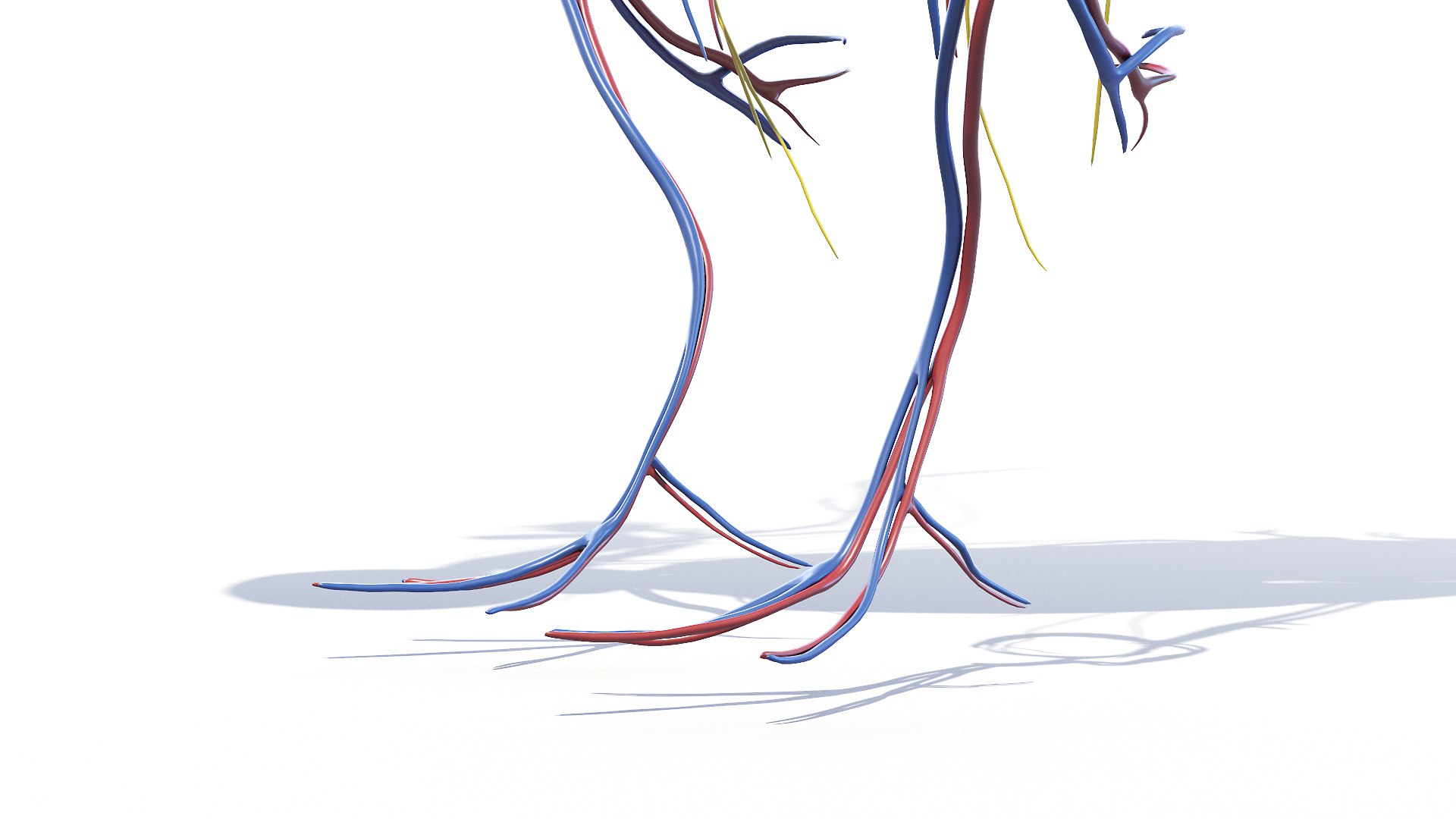 3D model Full Chicken Anatomy Static https://p.turbosquid.com/ts-thumb/Mr/KYco7N/mT/chicken_anatomy3f0006/jpg/1654792583/1920x1080/fit_q87/bdf1d08c4913df30b431e33245d901ddad1f4ea4/chicken_anatomy3f0006.jpg