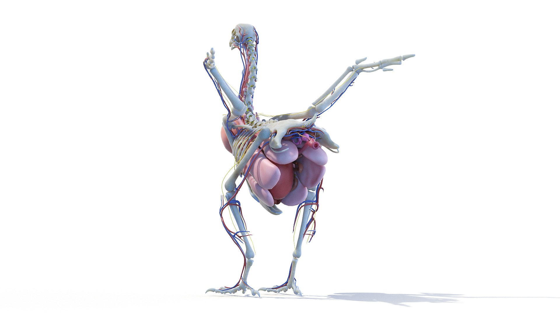 3D model Full Chicken Anatomy Static https://p.turbosquid.com/ts-thumb/Mr/KYco7N/xK/chicken_anatomy2f0005/jpg/1654792551/1920x1080/fit_q87/0ce4219410d269852eaa3baf688c76114db145be/chicken_anatomy2f0005.jpg