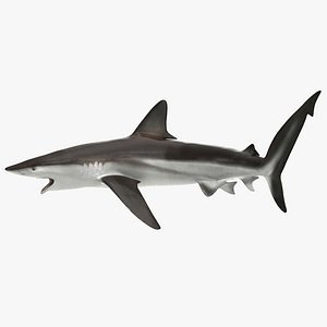 Grey Reef Shark