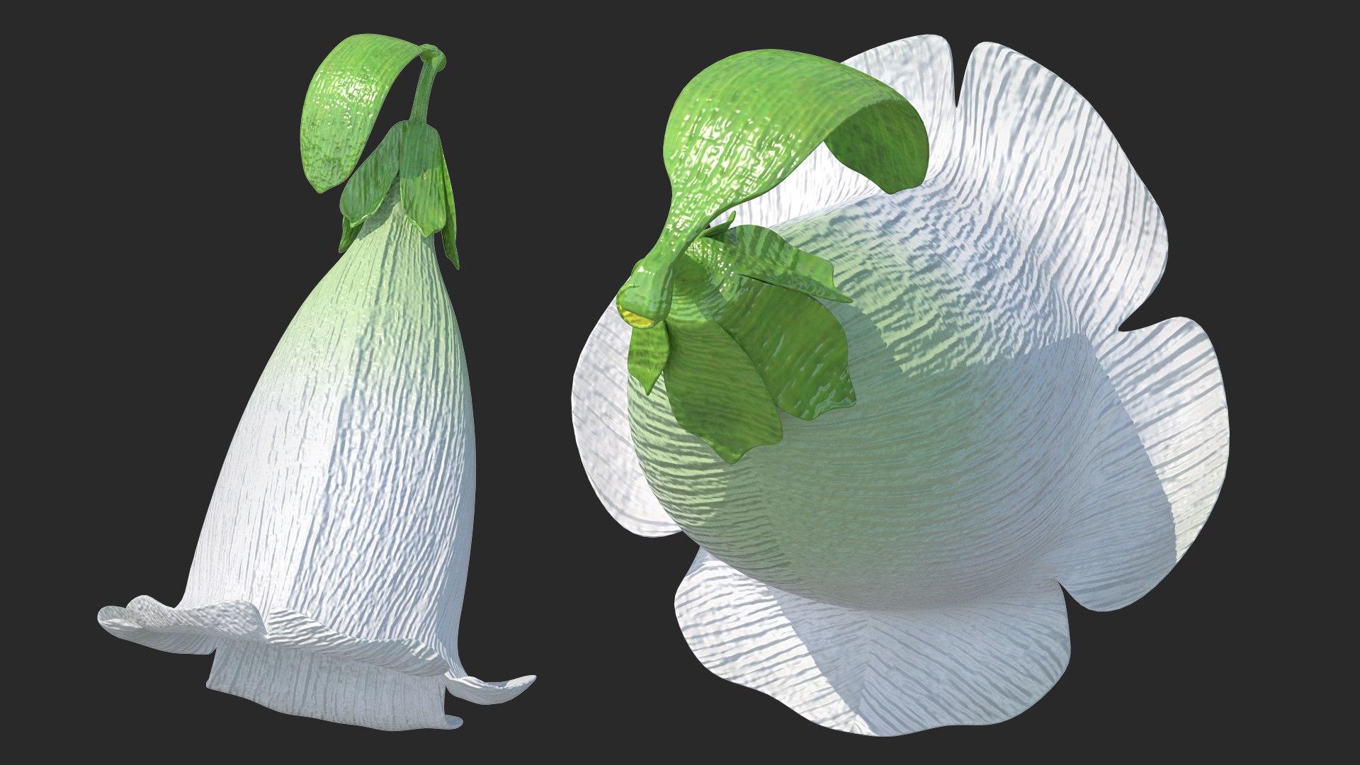 White Foxglove Flower 3D model preview