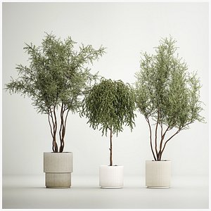 3D Decorative Trees In Flowerpots Olive And Elaeagnus 1220