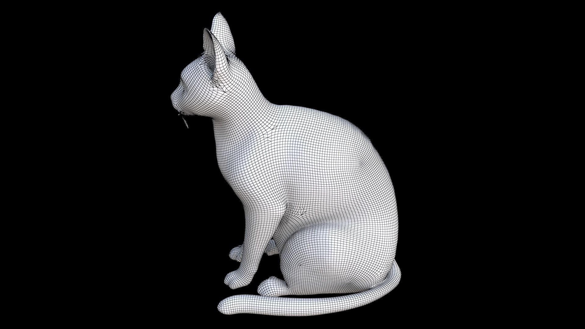3D Abyssinian Seated Model - TurboSquid 2334339
