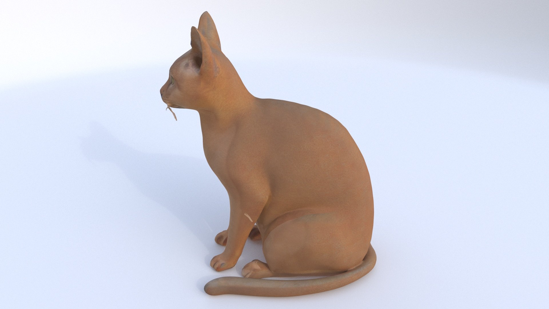3D Abyssinian Seated Model - TurboSquid 2334339