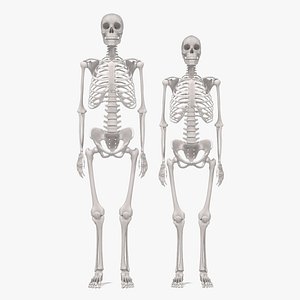 male female skeletons 3d blend