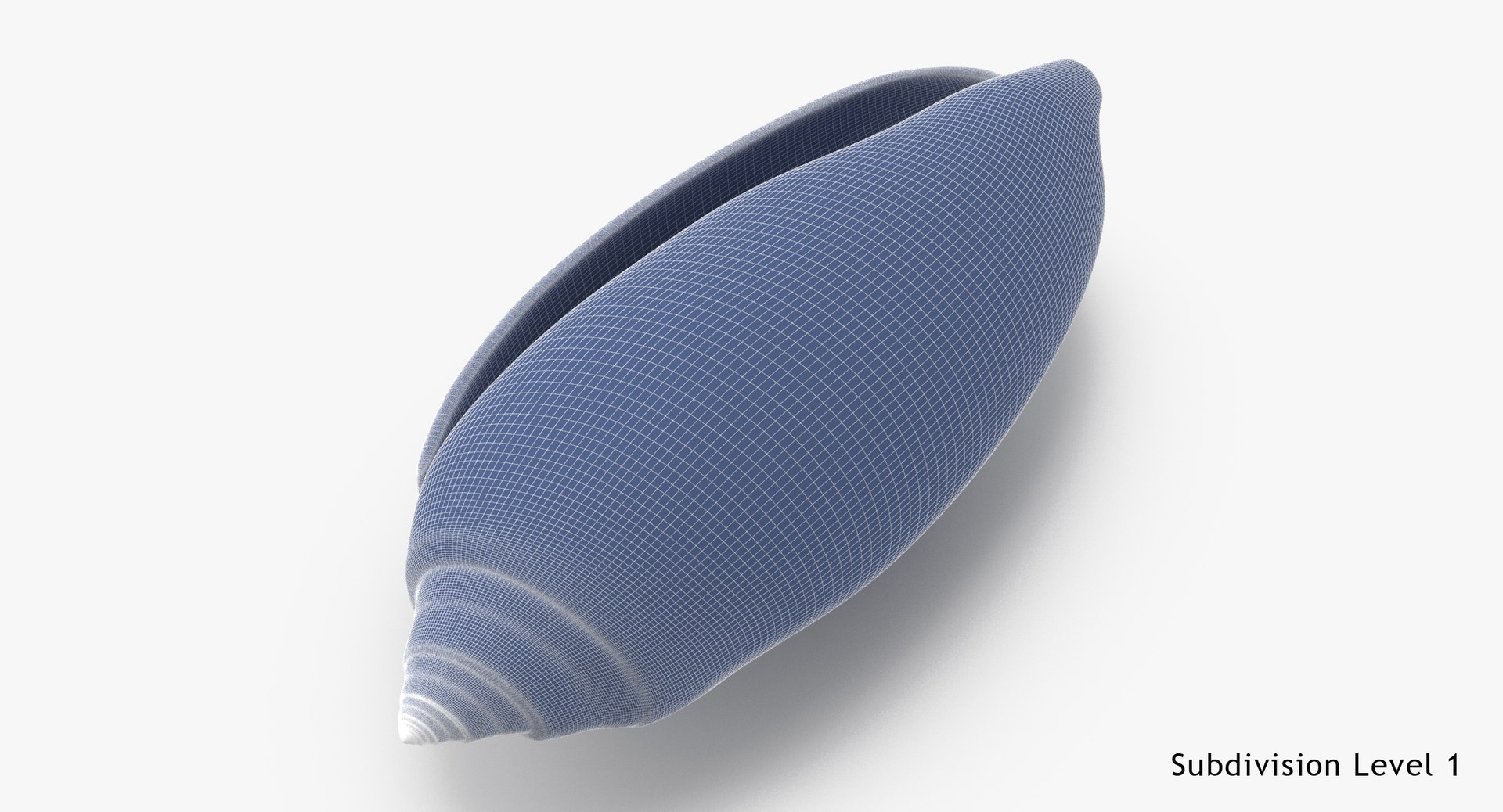 3d model olive shell