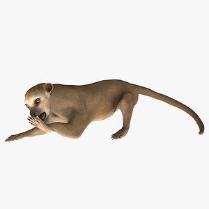 Kinkajou Pose 4