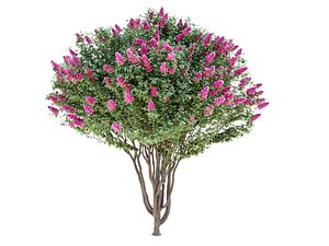 CREPE MYRTLE - RESEDA 01