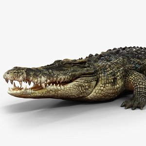 3D Crocodile ANIMATED