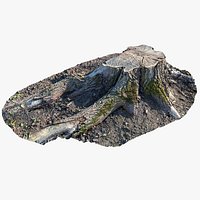 Realistic Forest Tree Stump 03