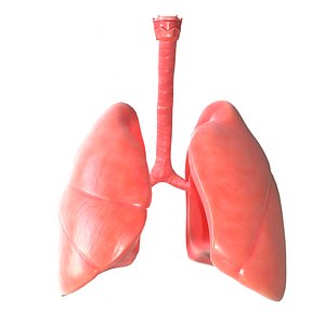 3D human lungs model