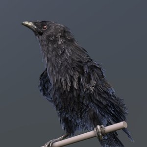 3D American Crow