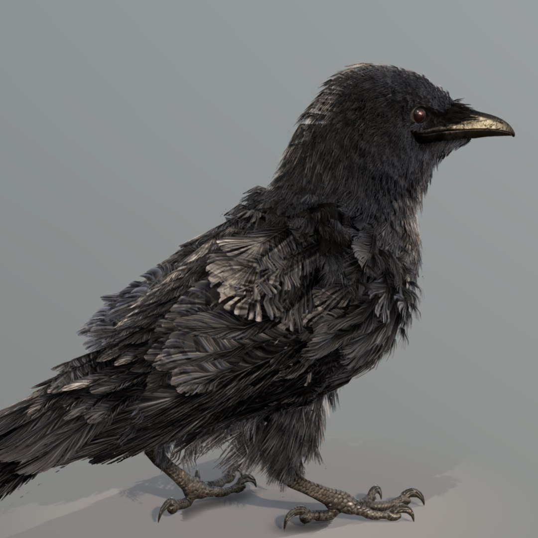 3D American Crow - TurboSquid 2399823