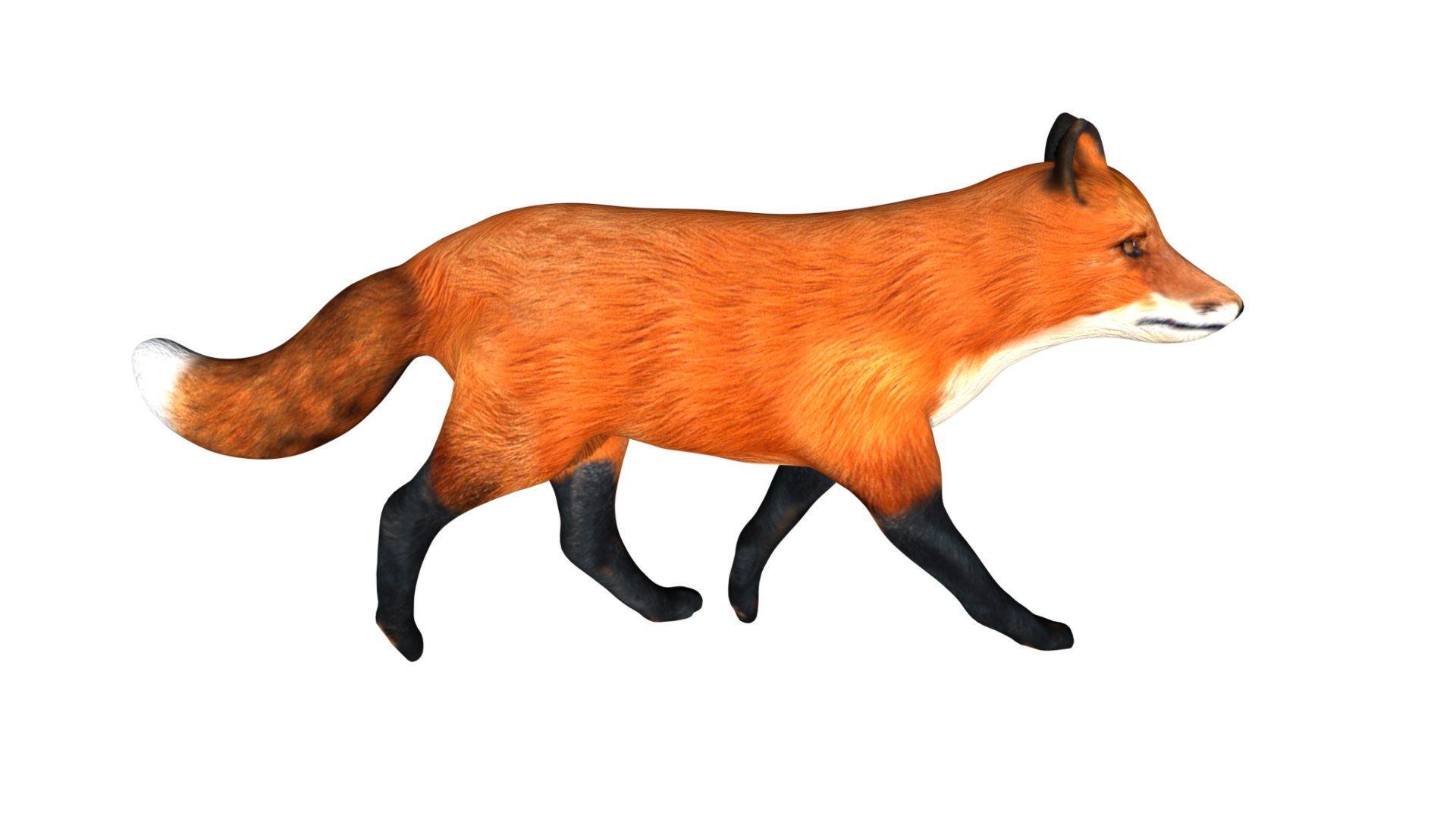 3D Rigged Low Poly Red Fox Model - TurboSquid 1755010