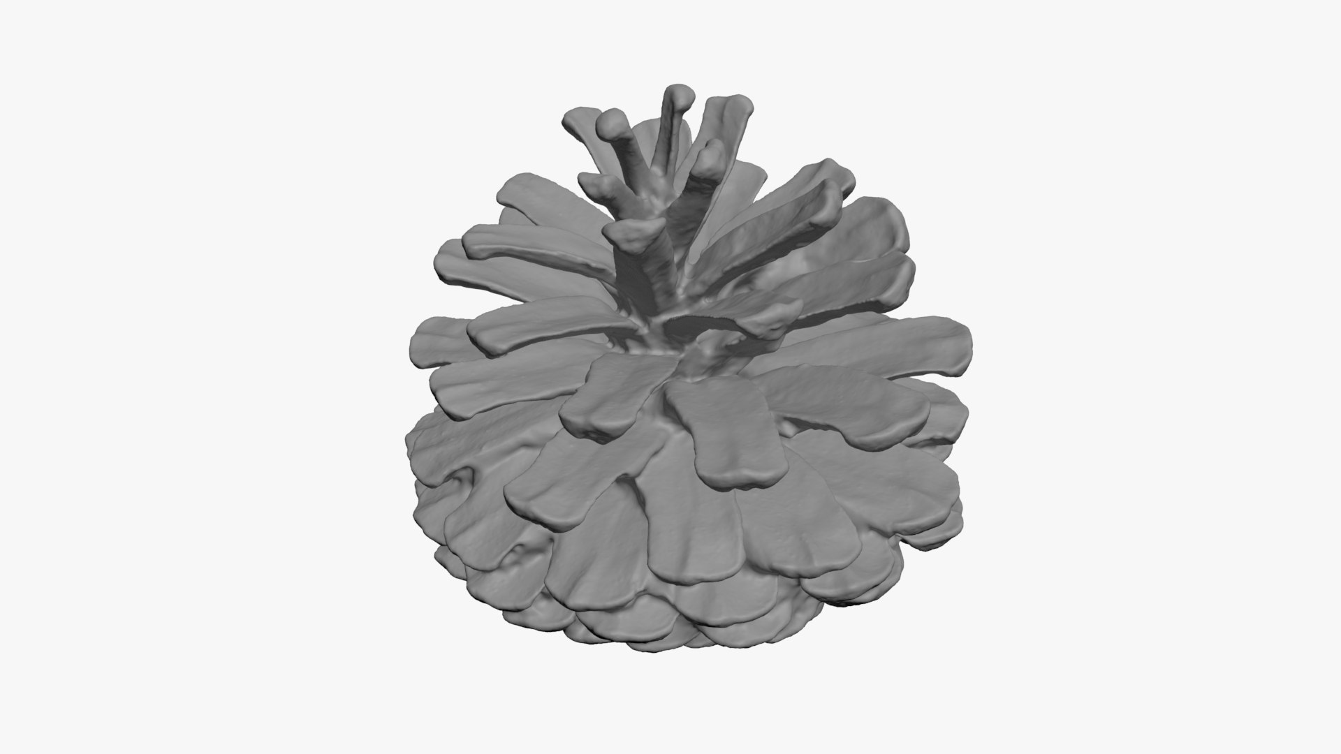 3D Dried Pine Cone 04 for 3D Print model https://p.turbosquid.com/ts-thumb/Ms/kL0nxD/5k/driedpinecone04_b0006/jpg/1730556787/1920x1080/fit_q87/0cd00617f340115b65180270bccd685affbc2fd4/driedpinecone04_b0006.jpg