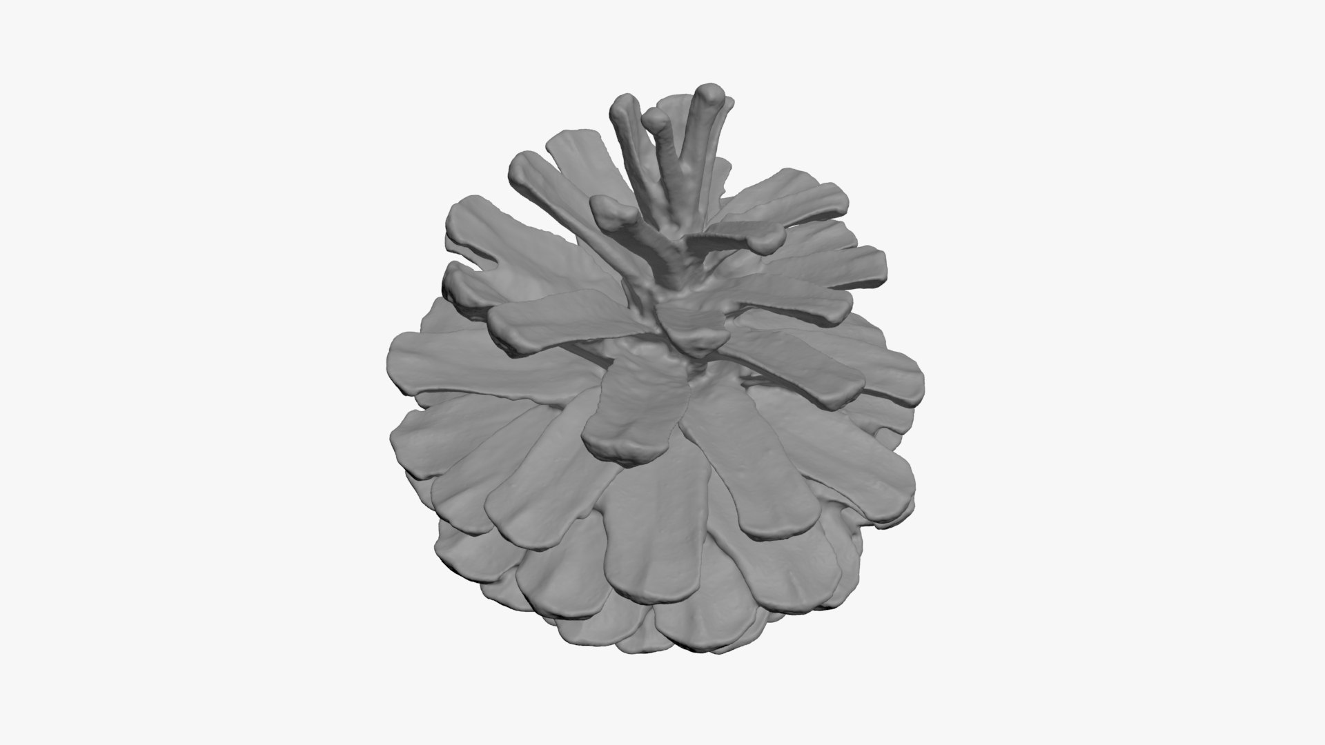 3D Dried Pine Cone 04 for 3D Print model https://p.turbosquid.com/ts-thumb/Ms/kL0nxD/5l/driedpinecone04_b0012/jpg/1730556788/1920x1080/fit_q87/ae2a4f5cd7292ee3d4d95ac540ce7b5577c65982/driedpinecone04_b0012.jpg