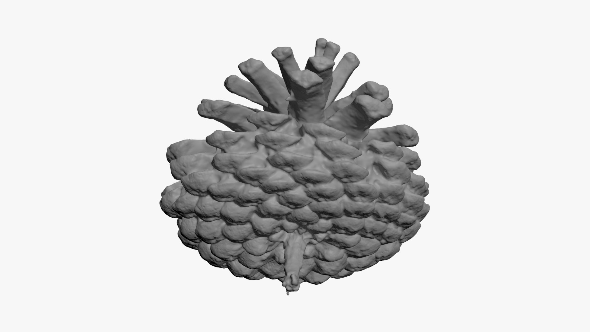 3D Dried Pine Cone 04 for 3D Print model https://p.turbosquid.com/ts-thumb/Ms/kL0nxD/8K/driedpinecone04_b0007/jpg/1730556787/1920x1080/fit_q87/afd7ffe6cd64355a33f31b653318b768046dcb1e/driedpinecone04_b0007.jpg