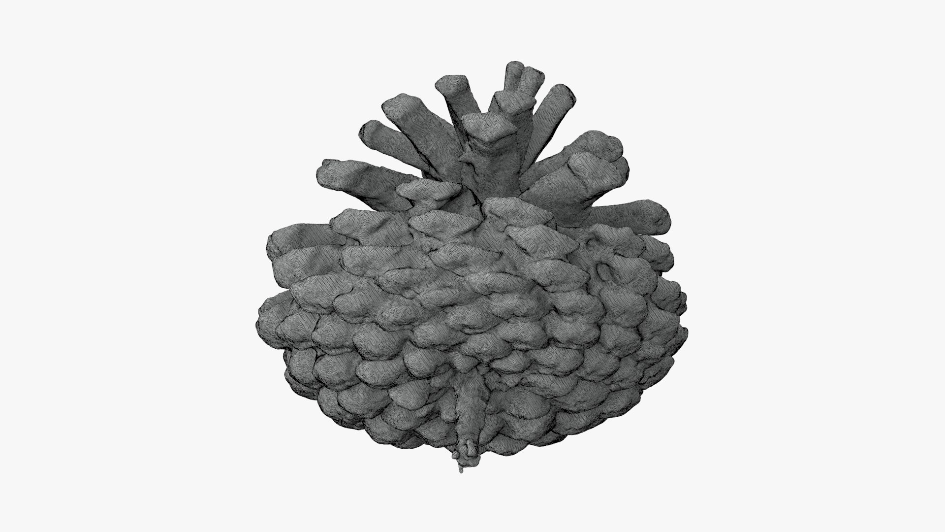 3D Dried Pine Cone 04 for 3D Print model https://p.turbosquid.com/ts-thumb/Ms/kL0nxD/Fv/driedpinecone06/jpg/1730556793/1920x1080/fit_q87/833c49170ac13b02686a28d7fe137378aa7e7a6b/driedpinecone06.jpg