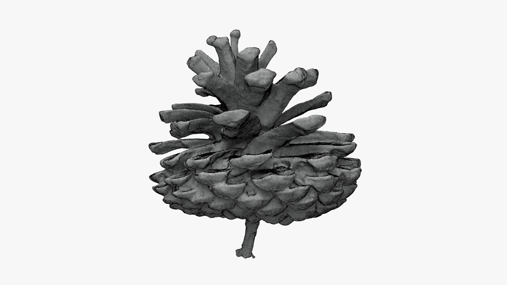 3D Dried Pine Cone 04 for 3D Print model https://p.turbosquid.com/ts-thumb/Ms/kL0nxD/Oa/driedpinecone04_g0003/jpg/1730556794/1920x1080/fit_q87/a3bf3eafb3b19aa252ebd1139c885886ff2f4728/driedpinecone04_g0003.jpg