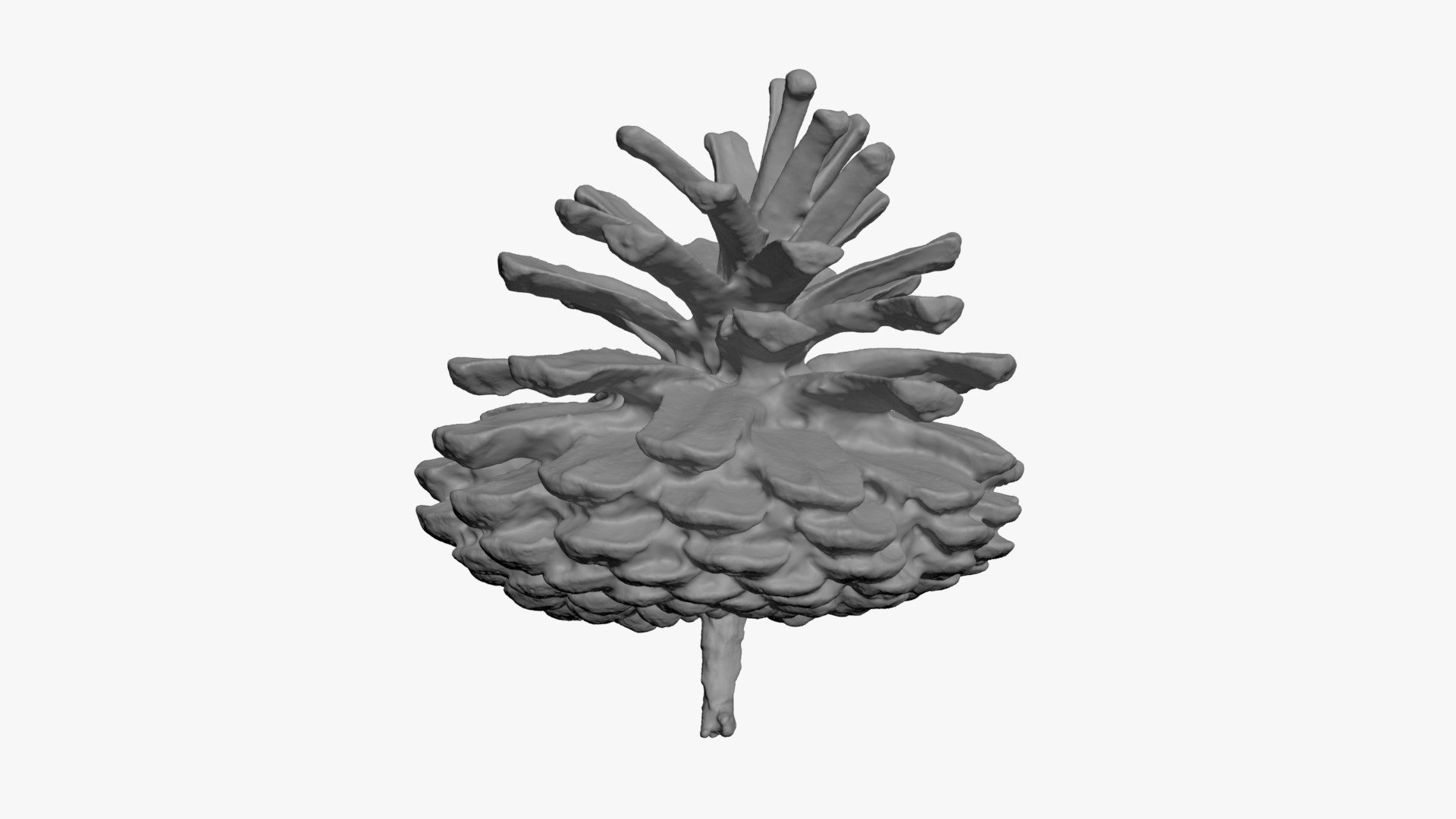 3D Dried Pine Cone 04 for 3D Print model https://p.turbosquid.com/ts-thumb/Ms/kL0nxD/UP/driedpinecone04_b0004/jpg/1730556786/1920x1080/fit_q87/9c4b7f12059ee7bbe45162647c31655ed9af757f/driedpinecone04_b0004.jpg