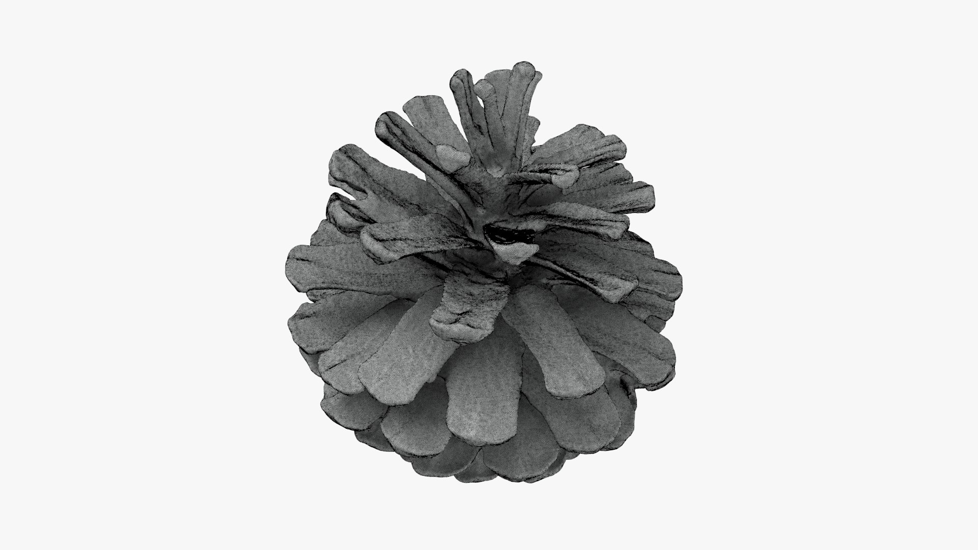 3D Dried Pine Cone 04 for 3D Print model https://p.turbosquid.com/ts-thumb/Ms/kL0nxD/UX/driedpinecone04_g0002/jpg/1730556792/1920x1080/fit_q87/1c7c12e2d9f4c775cc3cbf8d99a0bbd92be132f5/driedpinecone04_g0002.jpg