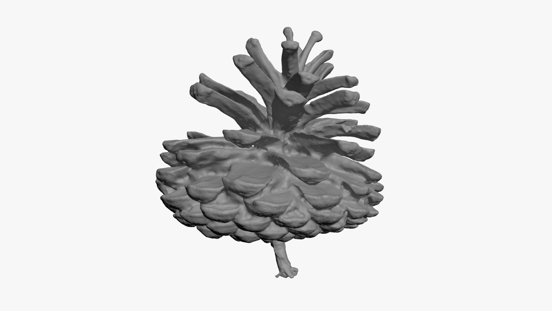 3D Dried Pine Cone 04 for 3D Print model https://p.turbosquid.com/ts-thumb/Ms/kL0nxD/Vg/driedpinecone04_b0010/jpg/1730556788/1920x1080/fit_q87/39aac83992cf90620f9b2d23eb675c4549bfc152/driedpinecone04_b0010.jpg