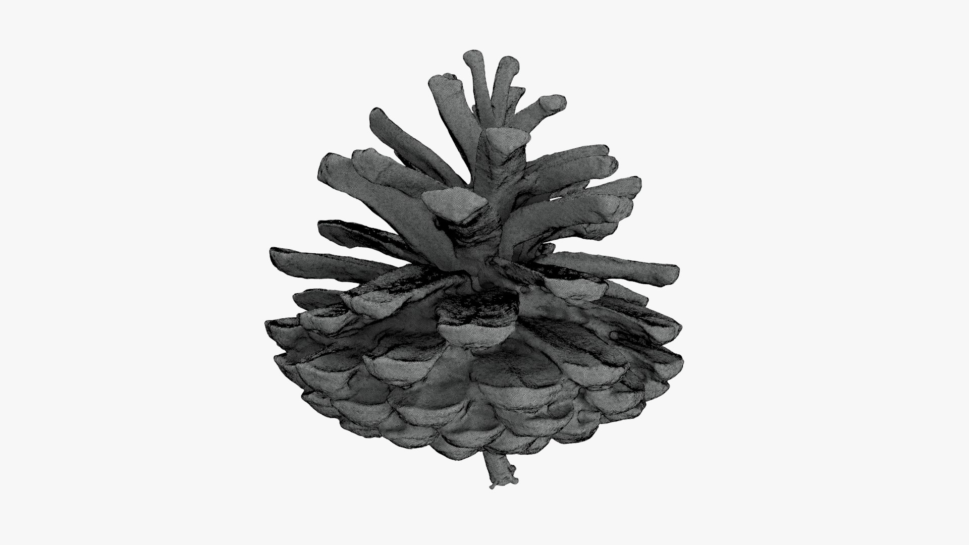 3D Dried Pine Cone 04 for 3D Print model https://p.turbosquid.com/ts-thumb/Ms/kL0nxD/nm/driedpinecone04_g0004/jpg/1730556793/1920x1080/fit_q87/25b02845a1dc0ce812ea32d51fbe4a4a09a08b72/driedpinecone04_g0004.jpg