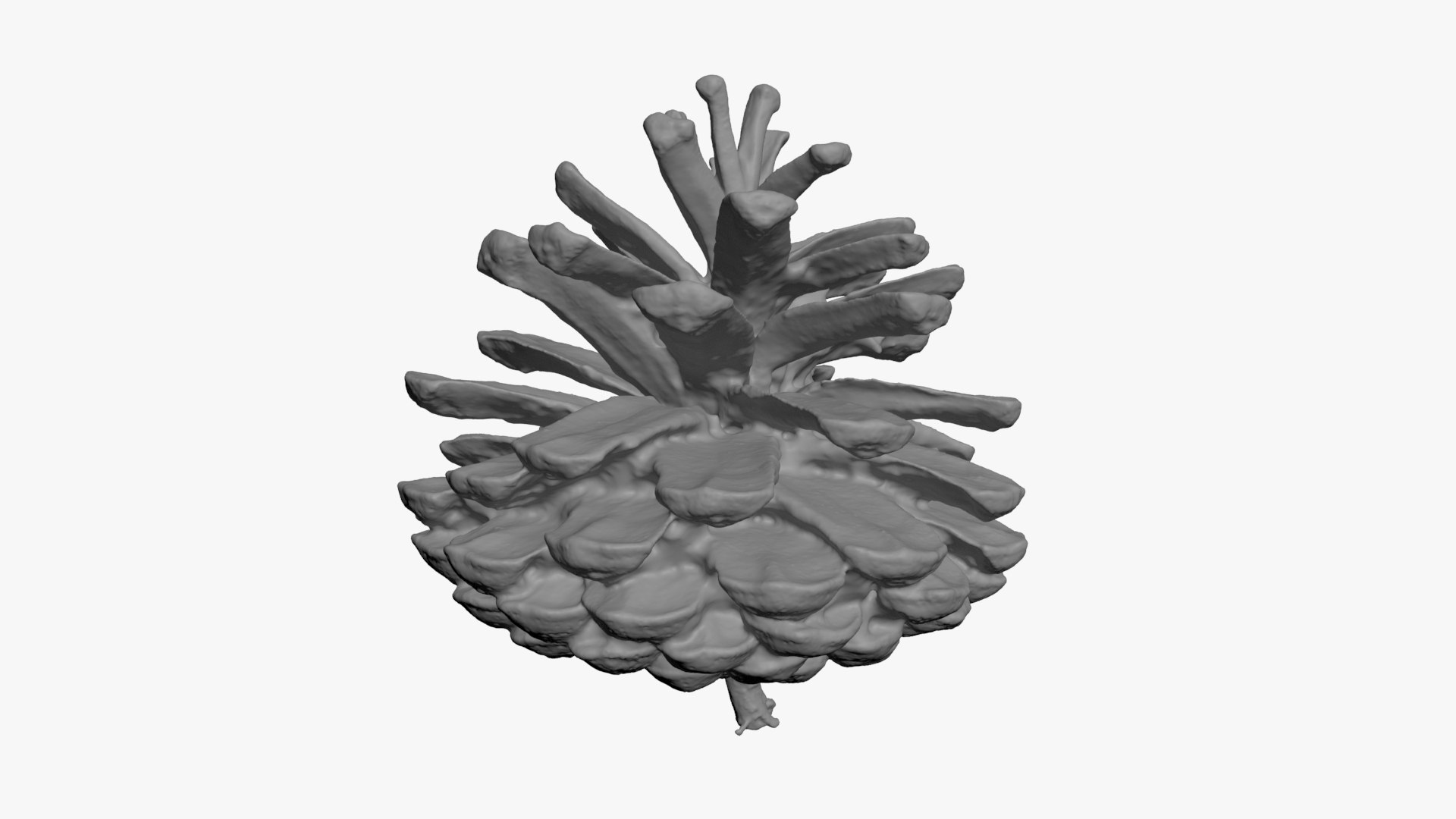 3D Dried Pine Cone 04 for 3D Print model https://p.turbosquid.com/ts-thumb/Ms/kL0nxD/nx/driedpinecone04_b0002/jpg/1730556785/1920x1080/fit_q87/0c41a08a59c9f7da74df761dfb57c467ce423450/driedpinecone04_b0002.jpg
