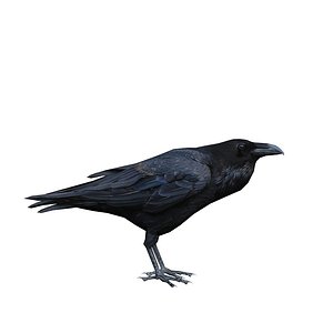 Corvus Cryptoleucus crow 3D