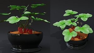 Strawberry Plant