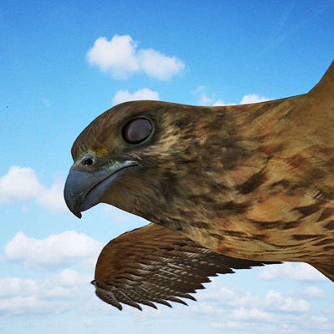 buzzard birds 3d model https://p.turbosquid.com/ts-thumb/Mt/1c0i7w/0fSEIATC/buzzardc06/jpg/1283936670/1920x1080/fit_q87/d447954d23a332931afaf9e3440e27532c765b81/buzzardc06.jpg