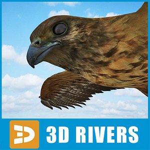 buzzard birds 3d model