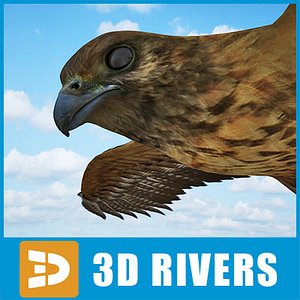 Buzzard by 3DRivers