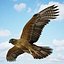 Buzzard by 3DRivers